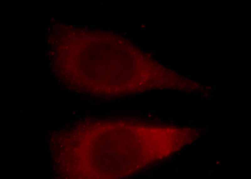 Immunofluorescent analysis of Hela cells, using YWHAH antibody Catalog No:116898 at 1:25 dilution and Rhodamine-labeled goat anti-rabbit IgG (red).