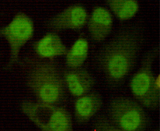 Immunocytochemistry stain of Hela using DNA-PKcs mouse mAb (1:200).