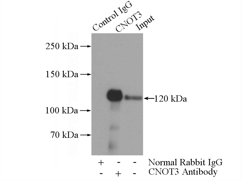 IP Result of anti-CNOT3 (IP:Catalog No:109434, 4ug; Detection:Catalog No:109434 1:1000) with HeLa cells lysate 3200ug.