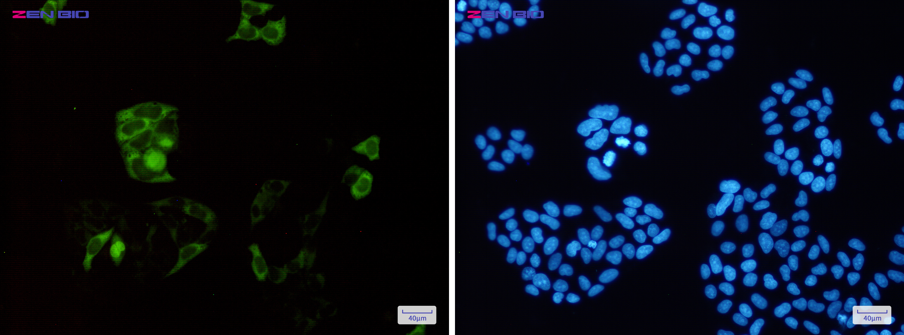 Immunocytochemistry of Cyclin B1(green) in Hela cells using Cyclin B1 Rabbit pAb at dilution 1/50, and DAPI(blue)
