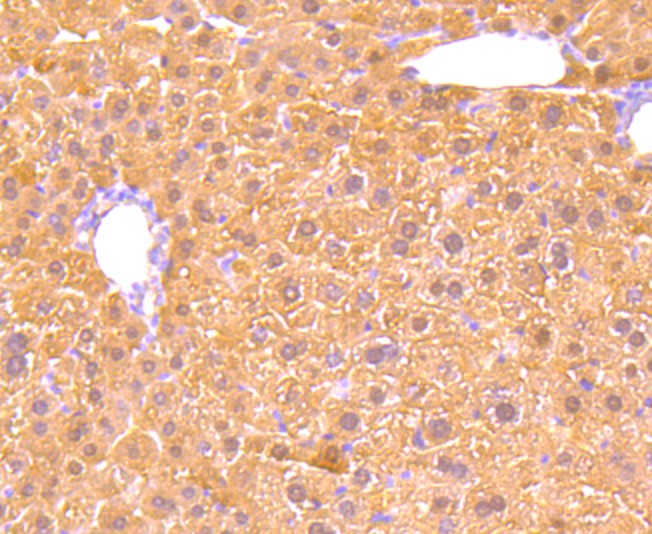 Fig6: Immunohistochemical analysis of paraffin-embedded mouse liver tissue using anti-GPX5 antibody. Counter stained with hematoxylin.