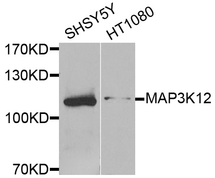 Western blot - MAP3K12 Polyclonal Antibody 