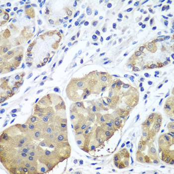 Immunohistochemistry - PLCB2 Polyclonal Antibody 