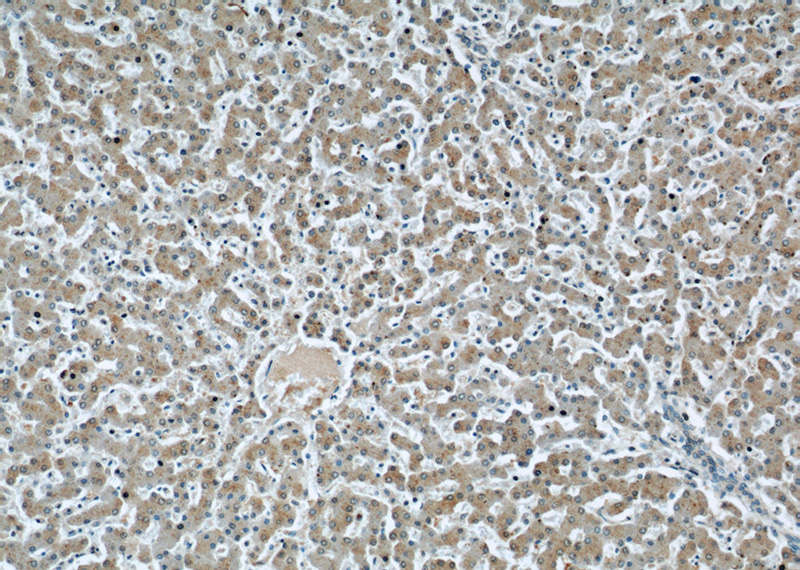 Immunohistochemical of paraffin-embedded human liver using Catalog No:107340(NUTF2 antibody) at dilution of 1:100 (under 10x lens)