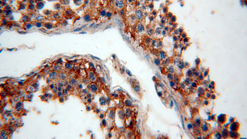 Immunohistochemical of paraffin-embedded human testis using Catalog No:109571(DPYSL2 antibody) at dilution of 1:100 (under 40x lens)
