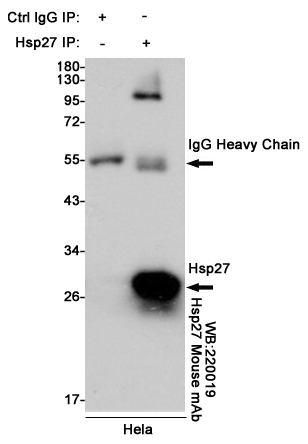 Immunoprecipitation analysis of Hela cell lysates using Hsp27 mouse mAb.