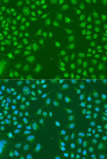 Immunofluorescence - HNRNPCL1 Polyclonal Antibody 