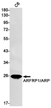 Western blot detection of ARFRP1/ARP in C6 cell lysates using ARFRP1/ARP Rabbit mAb(1:1000 diluted).Predicted band size:23kDa.Observed band size:23kDa.