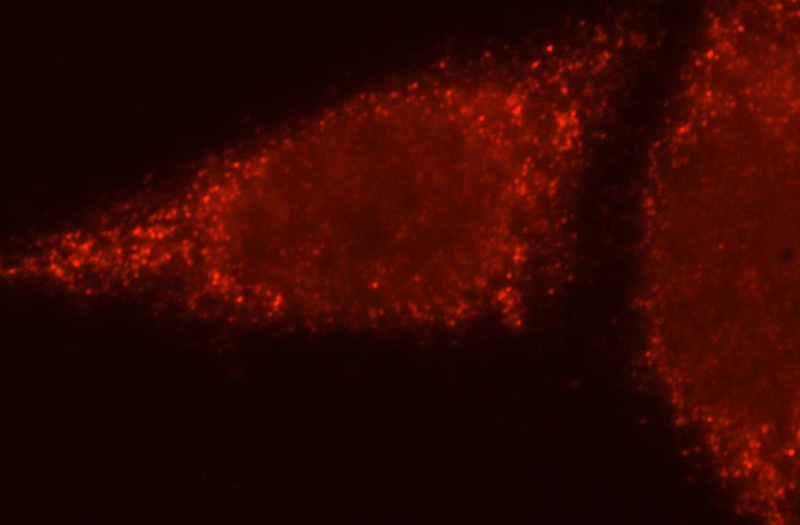 Immunofluorescent analysis of HepG2 cells, using BTN3A3 antibody Catalog No:108548 at 1:25 dilution and Rhodamine-labeled goat anti-rabbit IgG (red).