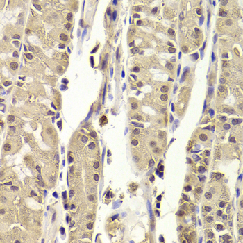 Immunohistochemistry - BLZF1 Polyclonal Antibody 