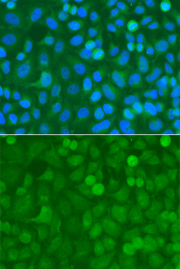 Immunofluorescence - NCK1 Polyclonal Antibody 