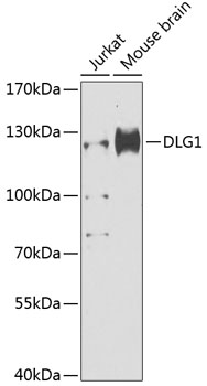 Western blot - DLG1 Polyclonal Antibody 