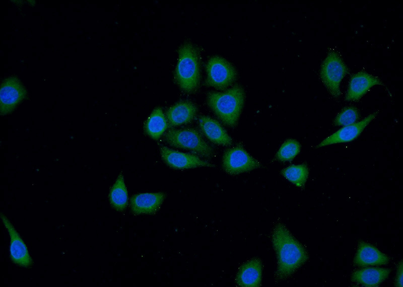 Immunofluorescent analysis of (-20oc Ethanol) fixed HeLa cells using Catalog No:109976(DocK1 Antibody) at dilution of 1:25 and Alexa Fluor 488-congugated AffiniPure Goat Anti-Rabbit IgG(H+L)
