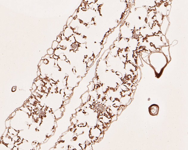 Fig2:; Immunohistochemical analysis of paraffin-embedded A. thaliana tissue using anti-AP-4 complex subunit mu antibody. The section was pre-treated using heat mediated antigen retrieval with Tris-EDTA buffer (pH 9.0) for 20 minutes. The tissues were blocked in 5% BSA for 30 minutes at room temperature, washed with ddH; 2; O and PBS, and then probed with the primary antibody ( 1/50) for 30 minutes at room temperature. The detection was performed using an HRP conjugated compact polymer system. DAB was used as the chromogen. Tissues were counterstained with hematoxylin and mounted with DPX.