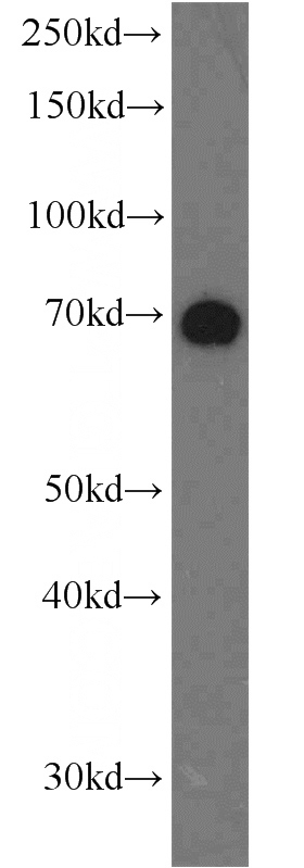 HeLa cells were subjected to SDS PAGE followed by western blot with Catalog No:113403(NUB1 antibody) at dilution of 1:600