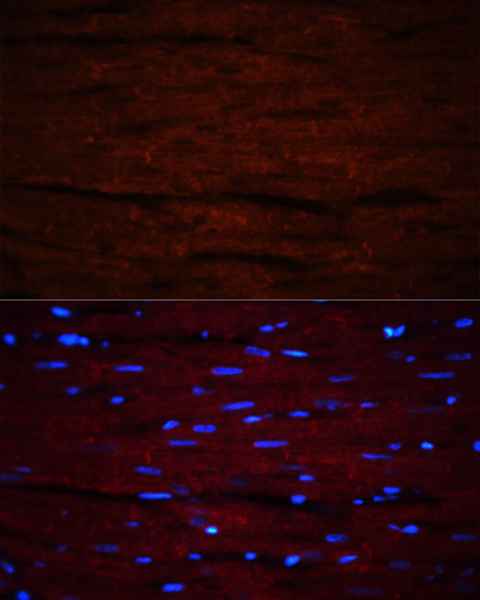 Immunofluorescence - LAMC1 Polyclonal Antibody 