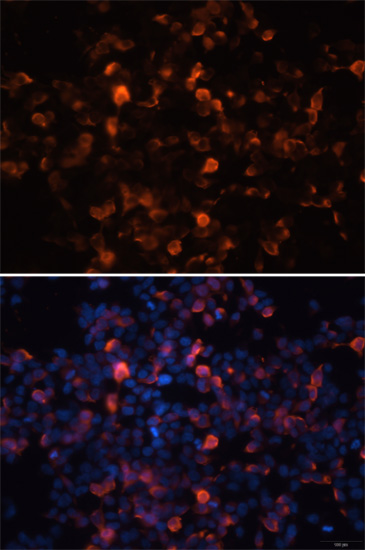 Immunofluorescence - Mouse anti His-Tag mAb 