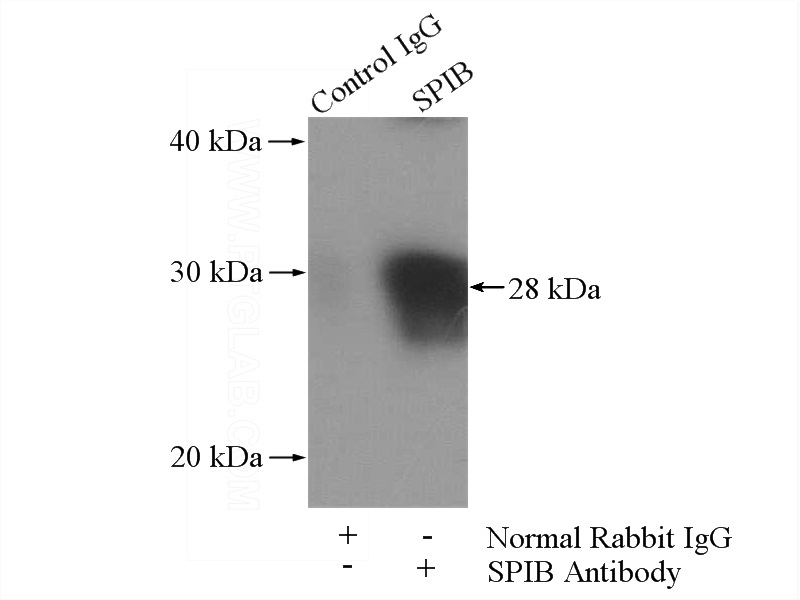 IP Result of anti-SPIB (IP:Catalog No:115569, 4ug; Detection:Catalog No:115569 1:300) with L02 cells lysate 1800ug.