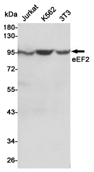 Western blot detection of eEF2 in Jurkat,K562 and 3T3 cell lysates using eEF2 mouse mAb (1:1000 diluted).Predicted band size:95KDa.Observed band size:95KDa.