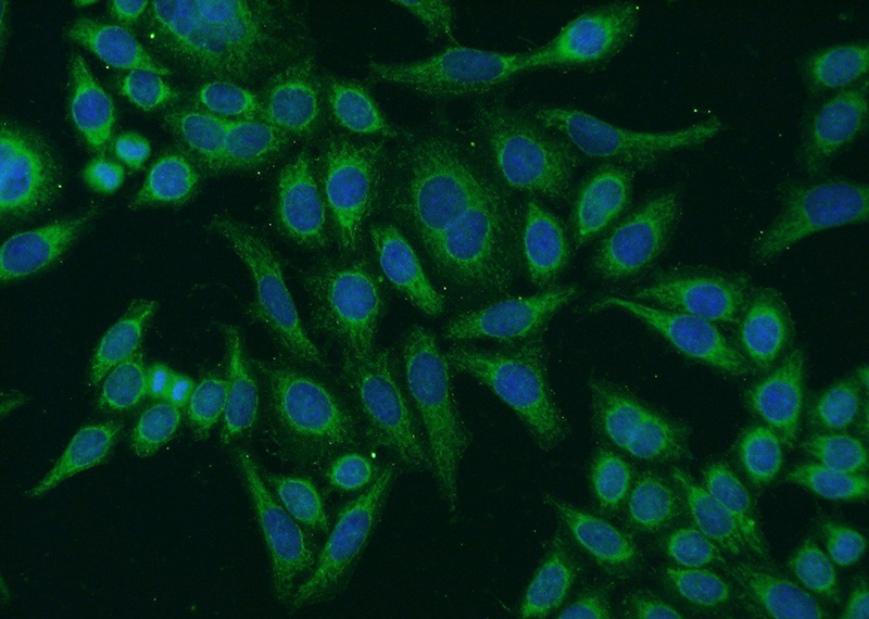 Immunofluorescent analysis of HeLa cells using Catalog No:110423(EYA4 Antibody) at dilution of 1:50 and Alexa Fluor 488-congugated AffiniPure Goat Anti-Rabbit IgG(H+L)