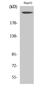 Fig1:; Western Blot analysis of various cells using Neurofibromin Polyclonal Antibody