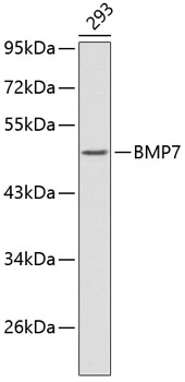 Western blot - BMP7 Polyclonal Antibody 