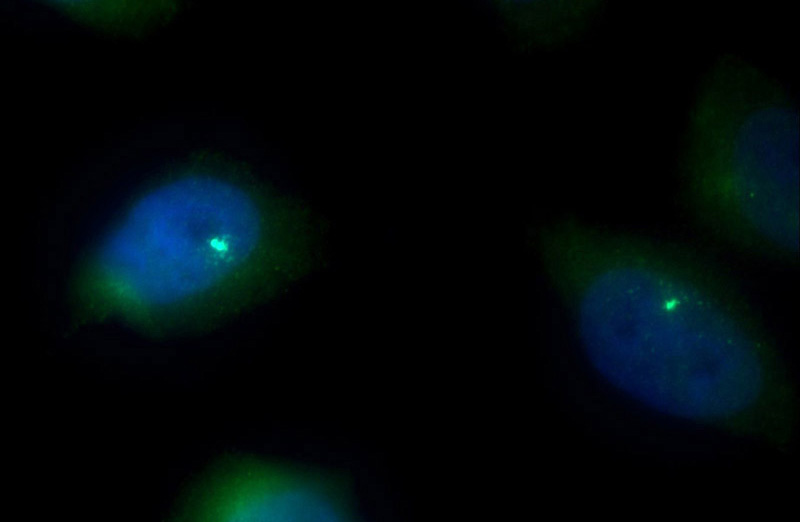 Immunofluorescent analysis of HepG2 cells using Catalog No:114385(PSMB5 Antibody) at dilution of 1:50 and Alexa Fluor 488-congugated AffiniPure Goat Anti-Rabbit IgG(H+L)