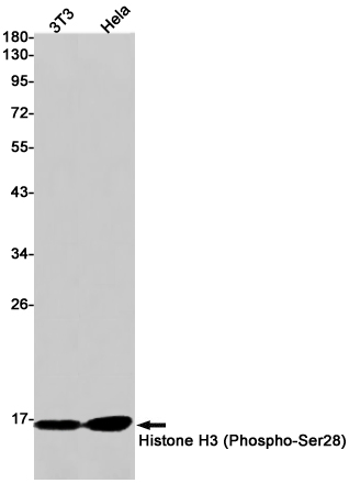 Western blot detection of Histone H3 (Phospho-Ser28) in 3T3,Hela cell lysates using Histone H3 (Phospho-Ser28) Rabbit pAb(1:1000 diluted).Predicted band size:15kDa.Observed band size:15kDa.