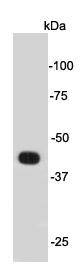Fig1: Western blot analysis on mouse brain cell lysates using anti- Psg16 rabbit polyclonal antibodies.