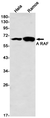 Western blot detection of A RAF in Hela,Ramos cell lysates using A RAF Rabbit mAb(1:1000 diluted).Predicted band size:68kDa.Observed band size:68kDa.