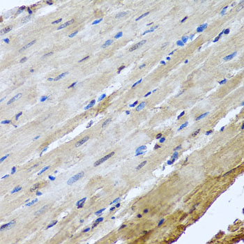 Immunohistochemistry - NUMA1 Polyclonal Antibody 