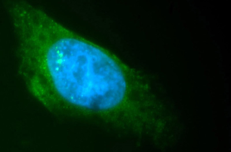 Immunofluorescent analysis of HepG2 cells, using CDKN2D antibody Catalog No:113539 at 1:50 dilution and FITC-labeled donkey anti-rabbit IgG (green). Blue pseudocolor = DAPI (fluorescent DNA dye).