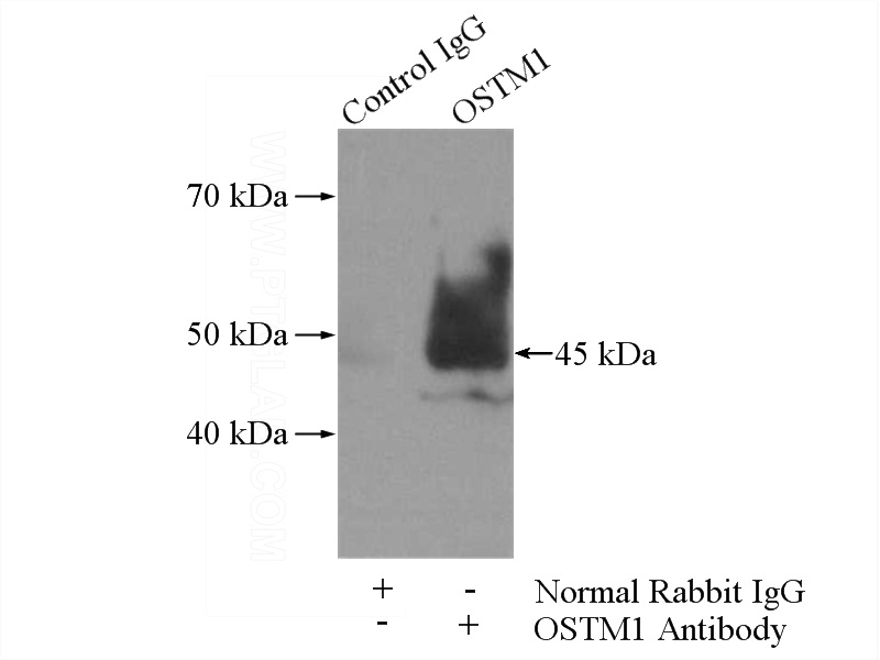 IP Result of anti-OSTM1 (IP:Catalog No:113509, 4ug; Detection:Catalog No:113509 1:500) with mouse brain tissue lysate 4000ug.