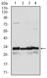 Western blot analysis using NQO1 mouse mAb against A549 (1), Hela (2), MCF-7 (3) and HepG2 (4) cell lysate.