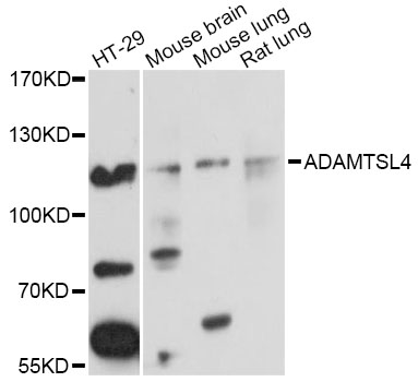 Western blot - ADAMTSL4 Polyclonal Antibody 