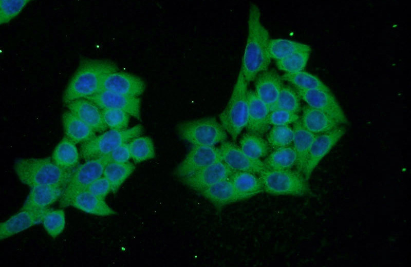 Immunofluorescent analysis of HeLa cells using Catalog No:109951(DNAJC6 Antibody) at dilution of 1:50 and Alexa Fluor 488-congugated AffiniPure Goat Anti-Rabbit IgG(H+L)