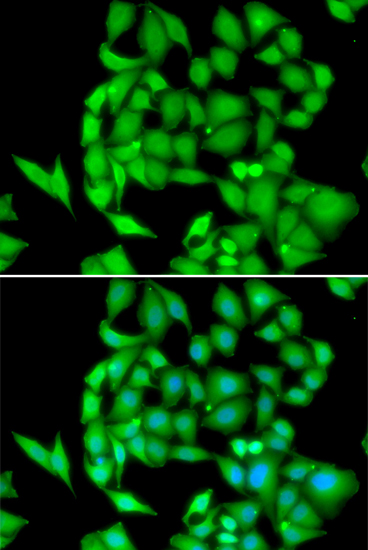 Immunofluorescence - NEK3 Polyclonal Antibody 