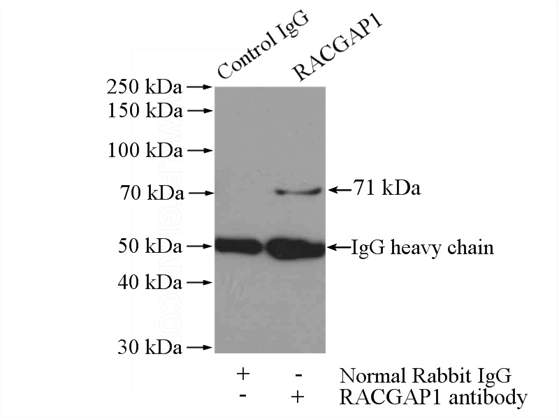 IP Result of anti-RACGAP1 (IP:Catalog No:114507, 4ug; Detection:Catalog No:114507 1:500) with mouse testis tissue lysate 4000ug.