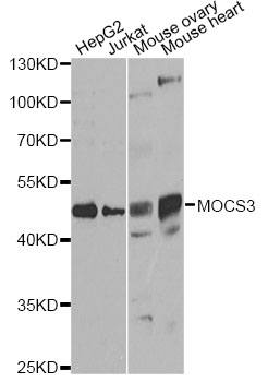 Western blot - MOCS3 Polyclonal Antibody 
