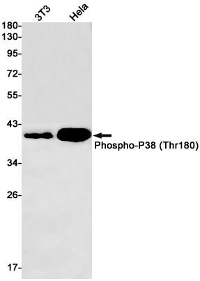 Western blot detection of Phospho-P38 (Thr180) in 3T3,Hela cell lysates using Phospho-P38 (Thr180) Rabbit pAb(1:1000 diluted).Predicted band size:41kDa.Observed band size:41kDa.