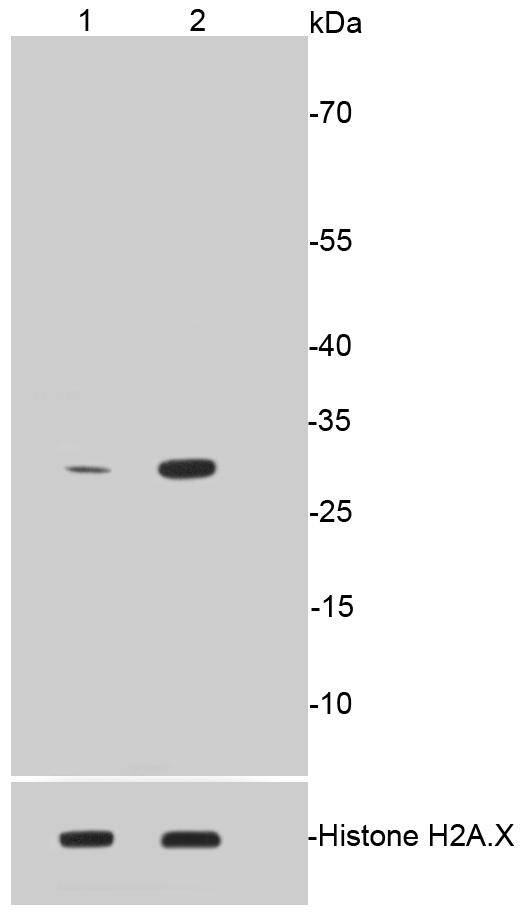 Fig1:; Western blot analysis of Phospho-Histone H1.3(T17)+Histone H1.4(T17) on different lysates. Proteins were transferred to a PVDF membrane and blocked with 5% BSA in PBS for 1 hour at room temperature. The primary antibody ( 1/500) was used in 5% BSA at room temperature for 2 hours. Goat Anti-Rabbit IgG - HRP Secondary Antibody (HA1001) at 1:40,000 dilution was used for 1 hour at room temperature.; Positive control:; Lane 1: Untreated CRC whole cell lysates; Lane 2: CRC cells treated with 1.5ug/ml Colcemid for 12 hours whole cell lysates