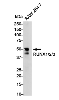 Western blot detection of RUNX1/2/3 in RAW264.7 cell lysates using RUNX1/2/3 Rabbit pAb(1:1000 diluted).Predicted band size:49KDa.Observed band size:49KDa.