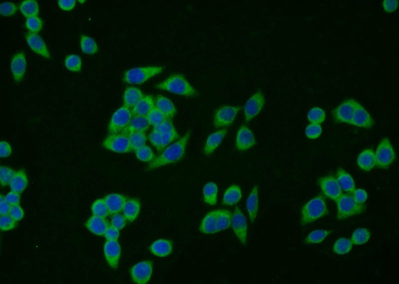 Immunofluorescent analysis of BxPC-3 cells using Catalog No:115014(SCPX Antibody) at dilution of 1:25 and Alexa Fluor 488-congugated AffiniPure Goat Anti-Rabbit IgG(H+L)
