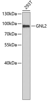 Western blot - GNL2 Polyclonal Antibody 
