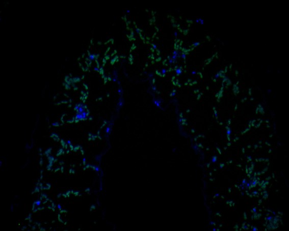Fig1:; Immunofluorescence staining of paraffin-embedded A. thaliana tissue using anti-AP-4 complex subunit epsilon antibody. The section was pre-treated using heat mediated antigen retrieval with Tris-EDTA buffer (pH 9.0) for 20 minutes. The tissues were blocked in 10% negative goat serum for 1 hour at room temperature, washed with PBS, and then probed with 175163# at 1/50 dilution for 10 hours at 4℃ and detected using Alexa Fluor® 488 conjugate-Goat anti-Rabbit IgG (H+L) Secondary Antibody at a dilution of 1:500 for 1 hour at room temperature.