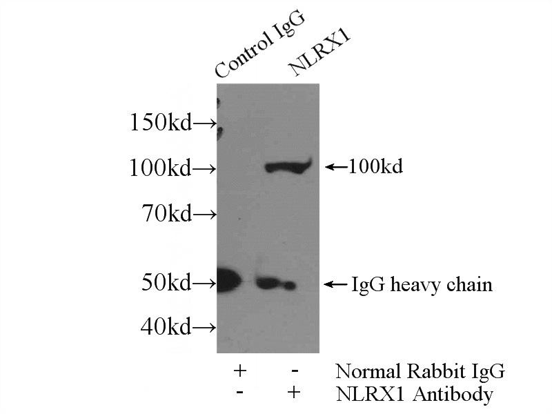 IP Result of anti-NLRX1 (IP:Catalog No:113243, 3ug; Detection:Catalog No:113243 1:800) with mouse heart tissue lysate 3520ug.