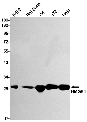Western blot detection of HMGB1 in K562,Rat Brain,C6,3T3,Hela cell lysates using HMGB1 Rabbit mAb(1:1000 diluted).Predicted band size:25kDa.Observed band size:25kDa.