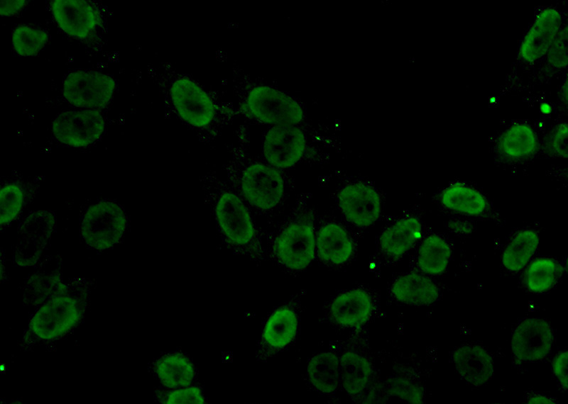 Immunofluorescent analysis of (10% Formaldehyde) fixed HeLa cells using Catalog No:115144(SFPQ Antibody) at dilution of 1:50 and Alexa Fluor 488-congugated AffiniPure Goat Anti-Rabbit IgG(H+L)