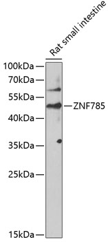 Western blot - ZNF785 Polyclonal Antibody 