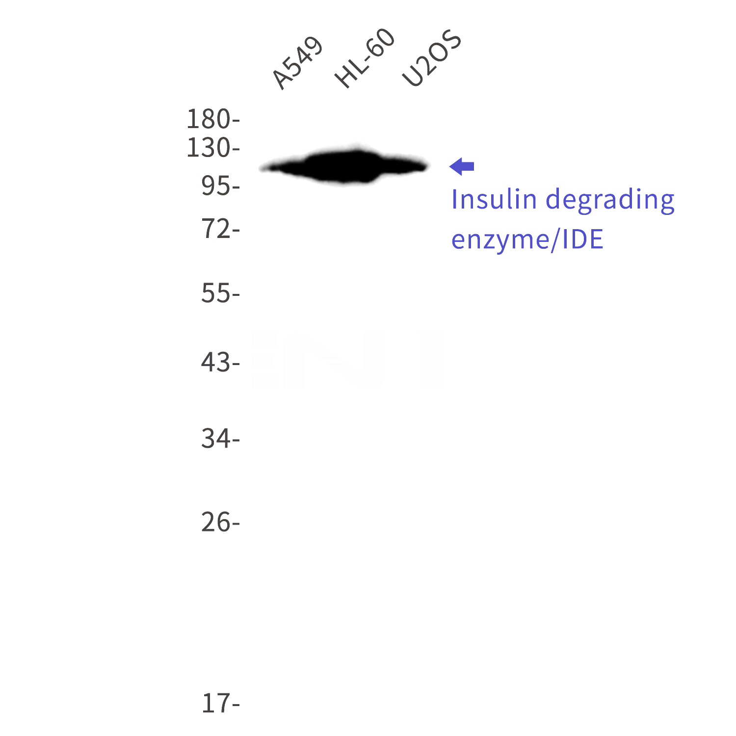 Western blot detection of Insulin degrading enzyme/IDE in A549,HL-60,U2OS cell lysates using Insulin degrading enzyme/IDE Rabbit mAb(1:1000 diluted).Predicted band size:118kDa.Observed band size:118kDa.